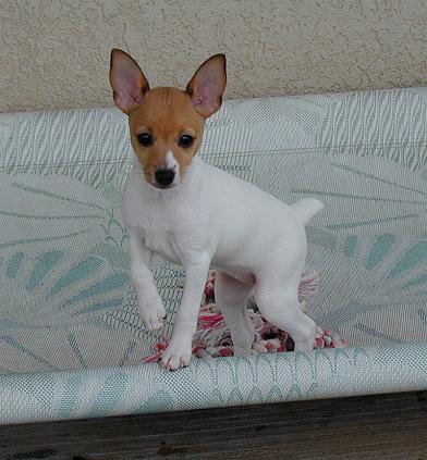  Terrier Puppies on Gingr8wks Toy Fox Terrier American Fox Terrier