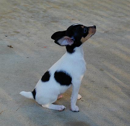 Foxhill Toy Fox Terriers To Have