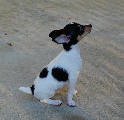 Foxhill Toy Fox Terriers