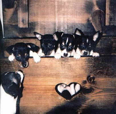 Contact us at Foxhill Toy Fox Terriers